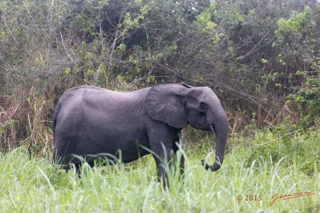 056 LOANGO 2 Akaka Riviere Rembo Ngove Nord Berge et Mammalia Proboscidea Elephant Loxodonta africana cyclotis 15E5K3IMG_106892wtmk.jpg